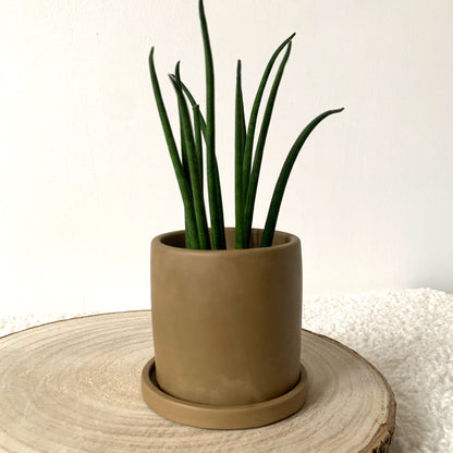 Cache-pot fait main avec soucoupe "Please don't Die" Iris Kaki