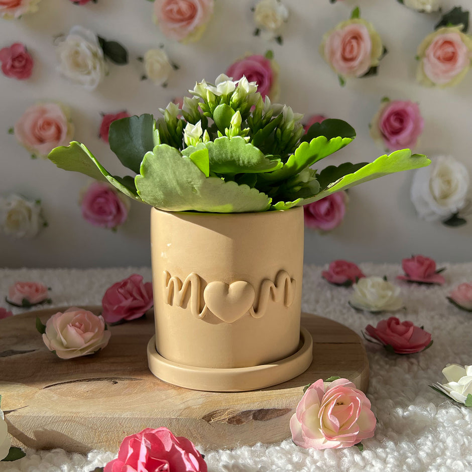 Cache-pots – Maisonsiana